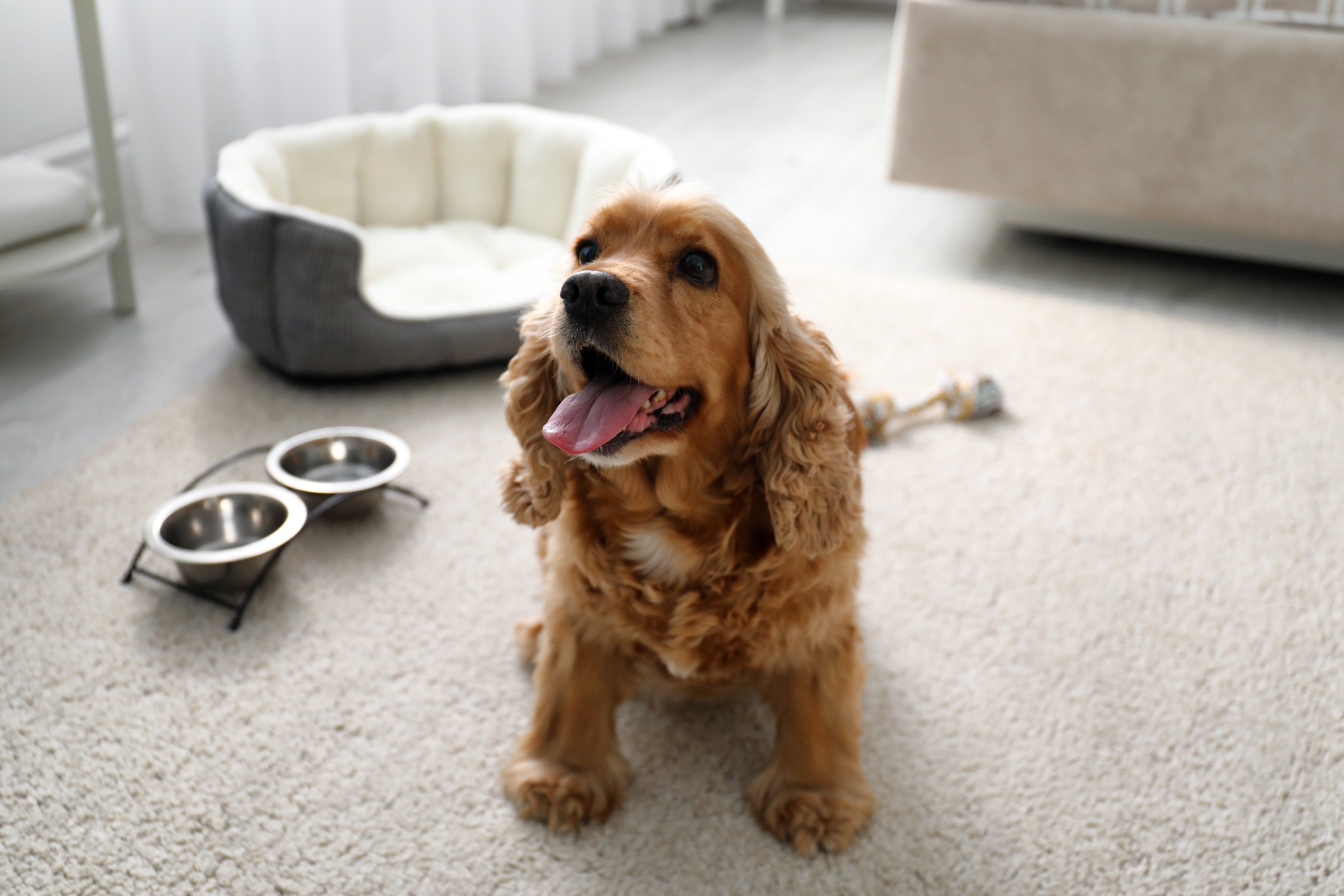 Cute English Cocker Spaniel Indoors. Pet Friendly Hotel